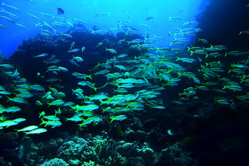 Group of coral fish  water.