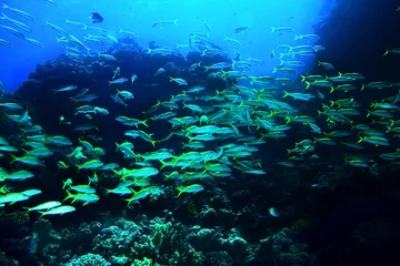 Fotobehang Duiken Groep koraalvissenwater.