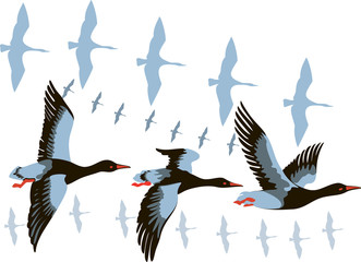 vector image of a flying flock of wild geese