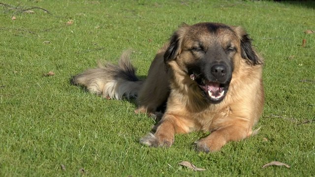Hund fri&szlig;t Knochen