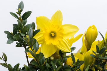 Yellow jonquil flowers isolated on white background.