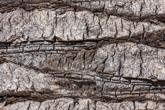 natural tree bark