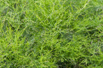 green grass or herb outdoors