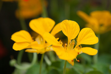 beautiful yellow flowers at summer garden