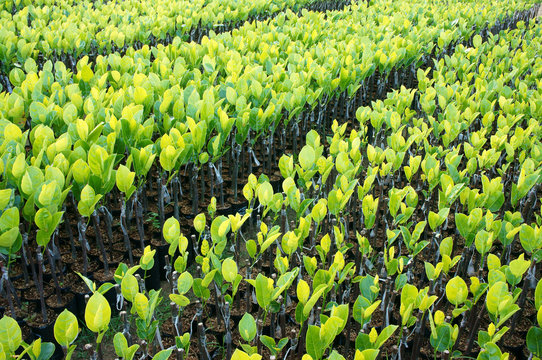 Nursery Plant, Nursery Garden, Fruit Tree