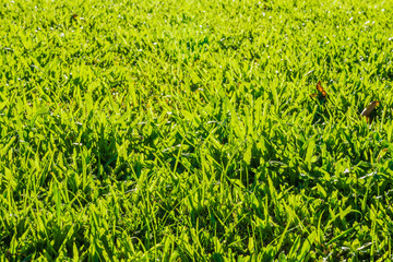 Axonopus compressus lawn with sunlight in the morning