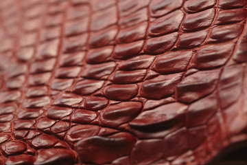 Alligator patterned background