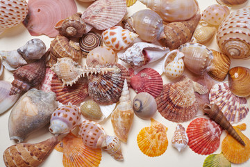 nice shells