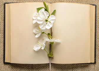 open book and a branch of cherry blossoms
