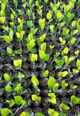 nursery plant, nursery garden, fruit tree