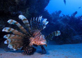 Fototapeta premium lion fish