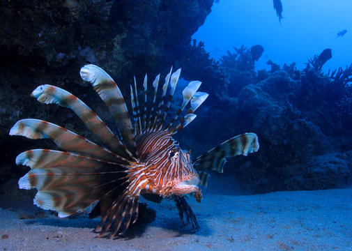 Fototapeta lion fish