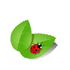Ladybird on green leaves. Vector.