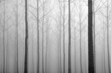 Fototapeta premium Young bare trees in the fog