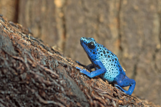 Blauer Pfeilgiftfrosch (Dendrobates tinctorius azureus)