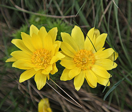 L'adonis en Valais - Charrat.