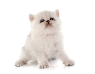 kitten exotic shorthair