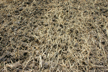 Paddy field, dry soil, drought land, hot weather