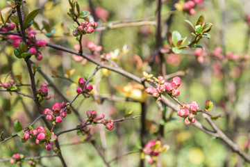 Spring Tree Branches And Buds Blossom