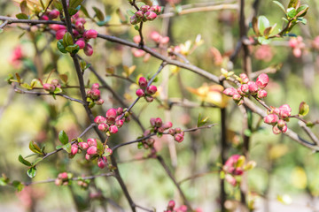 Spring Tree Branches And Buds Blossom