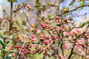 Spring Tree Branches And Buds Blossom