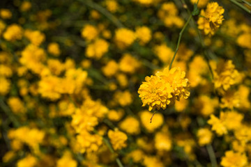 yellow flower