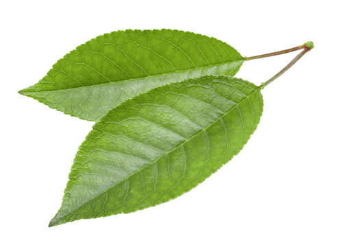 cherry leaves isolated