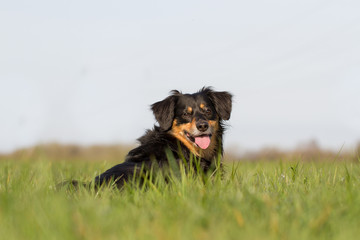 Ein Hund liegt auf einer Wiese und guckt fr&ouml;hlich in die Kamera