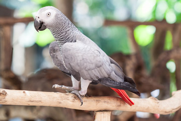 African Grey Parrot