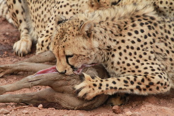 Leopard, Namibia