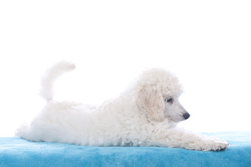 Small white poodle stretching