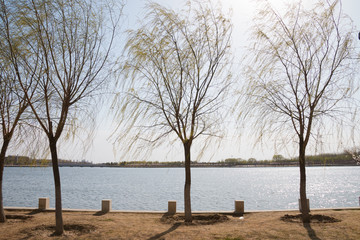 Fototapeta na wymiar Weeping willow tree in the park