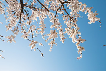 Cherry blossoms against a blue sky