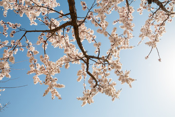 Cherry blossoms against a blue sky