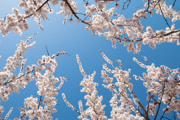Cherry blossoms against a blue sky