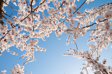 Cherry blossoms against a blue sky