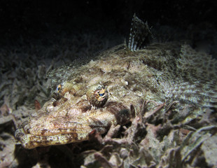 crocodile fish