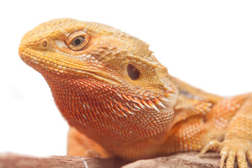 portrait of a bearded agama.