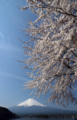 さくらと富士山