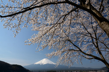 さくらと富士山
