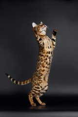 Playful Female Bengal Cat stands on Rear Legs