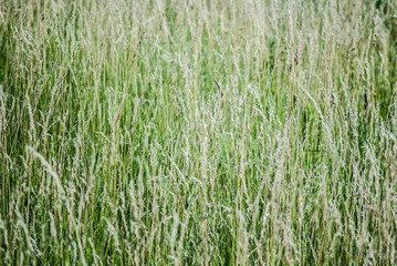 grass in field
