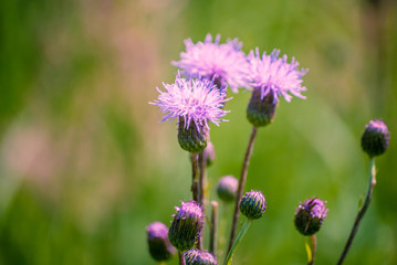 summer wildflowers