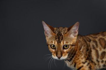 Closeup female Bengal Cat