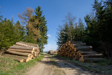 Pile of wood near forest road