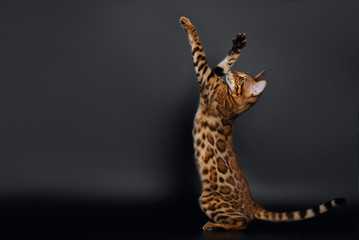 Rising up Paws  Playful Bengal Cat