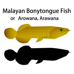 Malayan Bonytongue fish