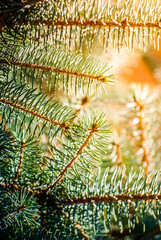 Naklejka na ściany i meble Christmas green fir branch
