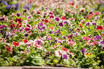 colorful flowers