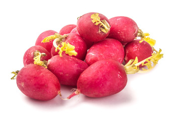 fresh radish